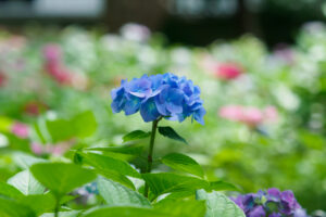 筥崎宮あじさい苑の紫陽花の写真