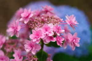筥崎宮あじさい苑の紫陽花の写真