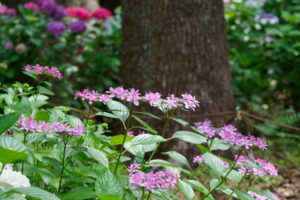 筥崎宮あじさい苑の紫陽花の写真
