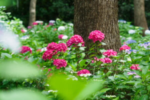 筥崎宮あじさい苑の紫陽花の写真