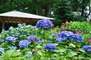筥崎宮あじさい苑の紫陽花の写真