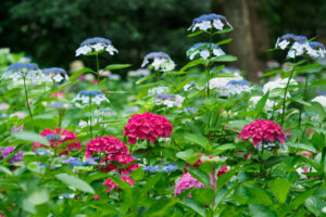 筥崎宮あじさい苑の紫陽花の写真
