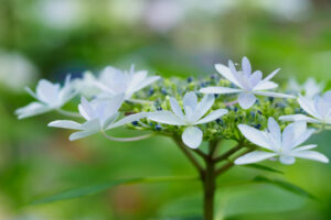 筥崎宮あじさい苑の紫陽花の写真