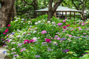 筥崎宮あじさい苑の紫陽花の写真