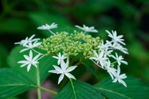 筥崎宮あじさい苑の紫陽花の写真