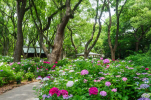 筥崎宮あじさい苑の紫陽花の写真