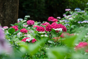 筥崎宮あじさい苑の紫陽花の写真
