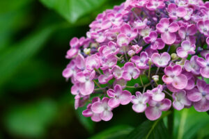 筥崎宮あじさい苑の紫陽花の写真