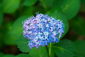 筥崎宮あじさい苑の紫陽花の写真