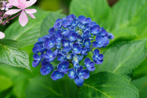 筥崎宮あじさい苑の紫陽花の写真
