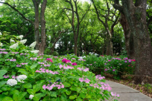 筥崎宮あじさい苑の紫陽花の写真