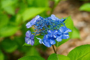 筥崎宮あじさい苑の紫陽花の写真