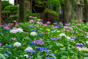 筥崎宮あじさい苑の紫陽花の写真