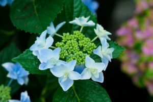 筥崎宮あじさい苑の紫陽花の写真