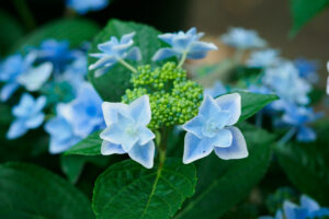 筥崎宮あじさい苑の紫陽花の写真