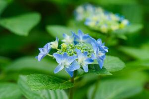 筥崎宮あじさい苑の紫陽花の写真