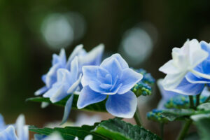 筥崎宮あじさい苑の紫陽花の写真