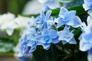 筥崎宮あじさい苑の紫陽花の写真