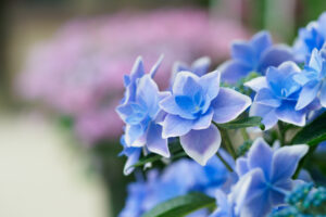 筥崎宮あじさい苑の紫陽花の写真