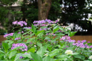 筥崎宮あじさい苑の紫陽花の写真