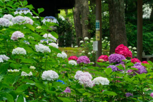 筥崎宮あじさい苑の紫陽花の写真