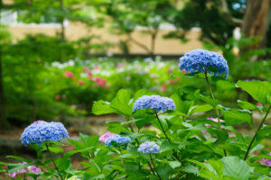 筥崎宮あじさい苑の紫陽花の写真