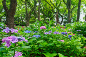 筥崎宮あじさい苑の紫陽花の写真