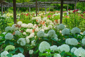 筥崎宮花庭園のユリの写真