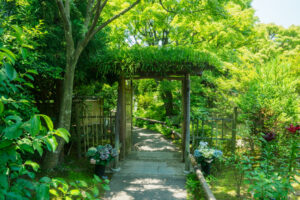 筥崎宮花庭園のユリの写真