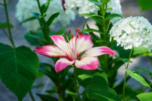 筥崎宮花庭園のユリの写真