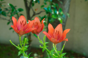 筥崎宮花庭園のユリの写真