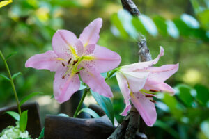 筥崎宮花庭園のユリの写真