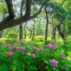 紫陽花と季節の花　海の中道海浜公園（2021年6月24日）