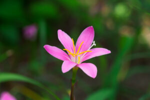 海の中道海浜公園の季節の花の写真