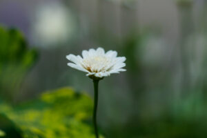 海の中道海浜公園の季節の花の写真