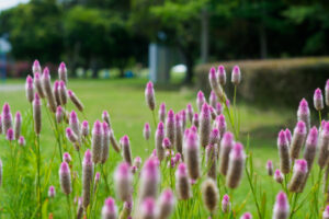 海の中道海浜公園の季節の花の写真