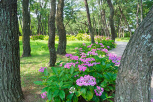 海の中道海浜公園の紫陽花の写真