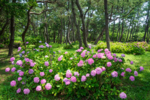 海の中道海浜公園の紫陽花の写真