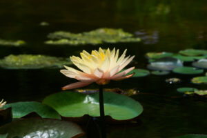 海の中道海浜公園の季節の花の写真