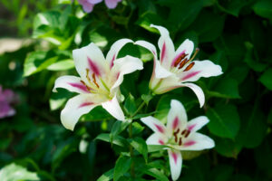 海の中道海浜公園の季節の花の写真