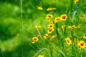 海の中道海浜公園の季節の花の写真