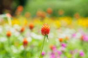 海の中道海浜公園の季節の花の写真