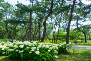 海の中道海浜公園の紫陽花の写真