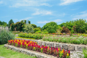 海の中道海浜公園の季節の花の写真
