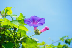 海の中道海浜公園の季節の花の写真