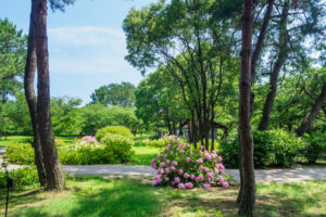 海の中道海浜公園の紫陽花の写真