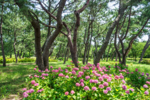 海の中道海浜公園の紫陽花の写真