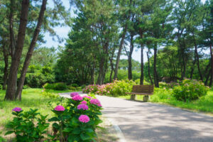 海の中道海浜公園の紫陽花の写真