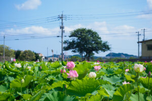 島津峯ヶ浦池公園の蓮の写真