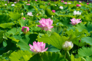 島津峯ヶ浦池公園の蓮の写真